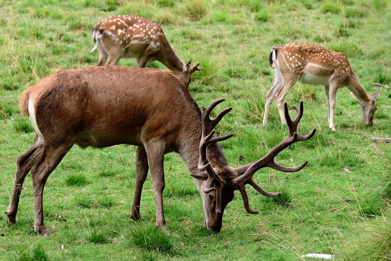 Wildpark Oberreith